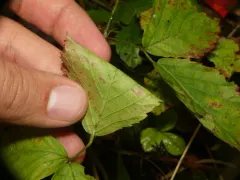 Steele's Dewberry thumbnail 2