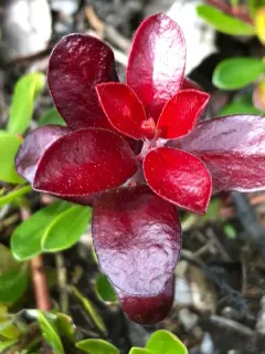 bearberry redstem thumbnail 3