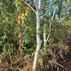 silver birch thumbnail 2