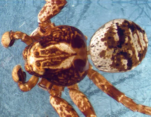 Xysticus luctuosus