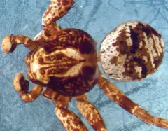 Xysticus luctuosus thumbnail 1