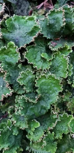 ruffled freckled pelt lichen thumbnail 4