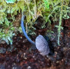 Entoloma largentii thumbnail 1