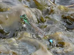Rambur's Forktail thumbnail 3