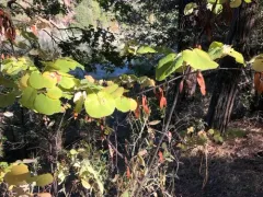 Western Redbud thumbnail 3