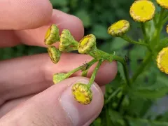 Tansy Aphid thumbnail 3