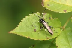 Ichneumon deliratorius thumbnail 4