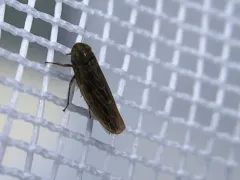 Black-faced Leafhopper thumbnail 3