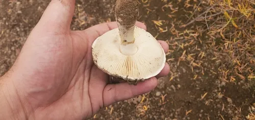 Saproamanita prairiicola