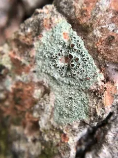 Beaded Rim-lichen thumbnail 1
