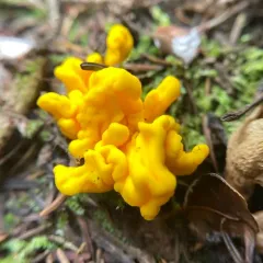Irregular Earth Tongue thumbnail 2