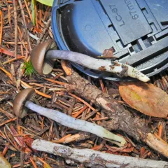 Entoloma trachyosporum thumbnail 2