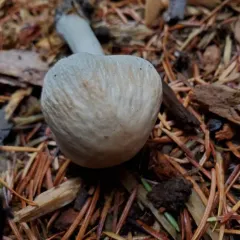 Panaeolus antillarum thumbnail 4