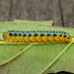 Macremphytus testaceus thumbnail 3