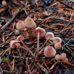 Mycena monticola thumbnail 4