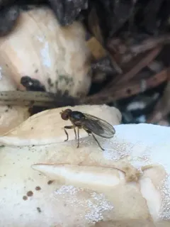 Allopiophila luteata thumbnail 2