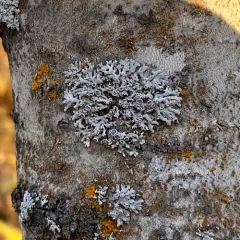 Star Rosette Lichen thumbnail 4