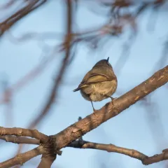 Ruby-crowned Kinglet thumbnail 3