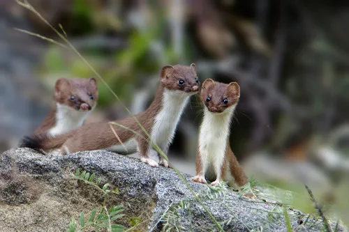 American Ermine