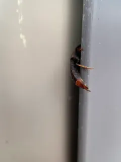 Platydracus praetermissus thumbnail 2