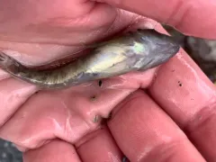 Columbia Slimy Sculpin thumbnail 4