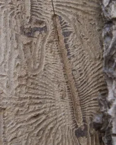 Elm Bark Beetle thumbnail 4