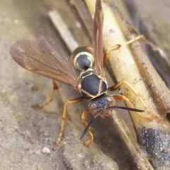 Northern Paper Wasp thumbnail 2