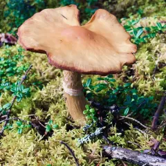 Wrinkled Cortinarius thumbnail 2