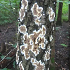 Giraffe Spots thumbnail 2