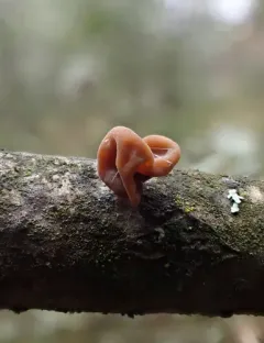 contorted pipe club thumbnail 4