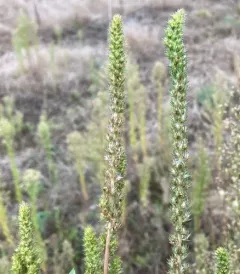 powell's amaranth thumbnail 3