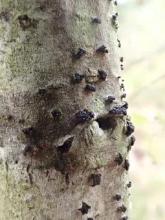 Tympanis alnea thumbnail 1