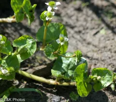 Floating Marsh-marigold thumbnail 1