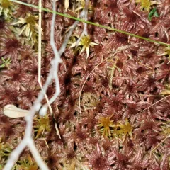 Divine Bogmoss thumbnail 3