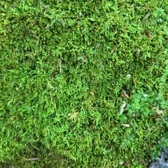 Yellow Yarn Moss thumbnail 4