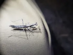 Litaneutria superna thumbnail 1
