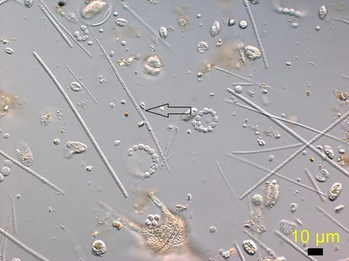 Cuspidothrix issatschenkoi