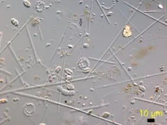 Merismopedia tenuissima thumbnail 4