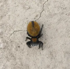 Phidippus nikites thumbnail 2