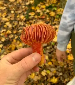 Crimson Waxcap thumbnail 3
