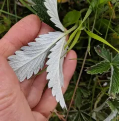 white-leaved cinquefoil thumbnail 2