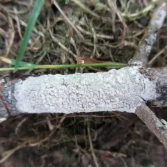 Tree Saucer Lichen thumbnail 3