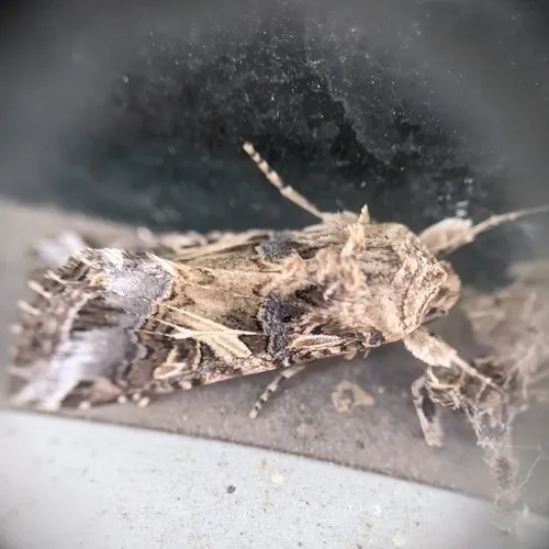 Yellow-striped Armyworm Moth
