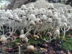 Trooping Crumble Cap thumbnail 2