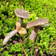 Gray-stemmed Milk Cap thumbnail 3