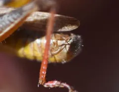 Keeler's Spur-throat Grasshopper thumbnail 3
