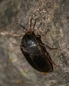 Synstrophus repandus thumbnail 4
