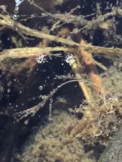Microvelia pulchella thumbnail 3