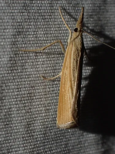 Pediasia dorsipunctellus