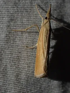Pediasia dorsipunctellus thumbnail 1